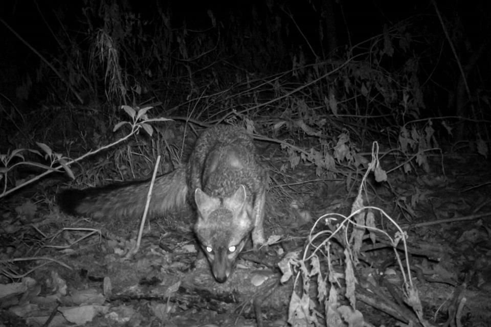 La Sedema ha registrado con el sistema de vigilancia 11 coyotes en el Desierto de los Leones y La Loma.