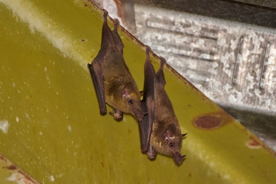 En el Área Natural Protegida también han detectado murciélagos.