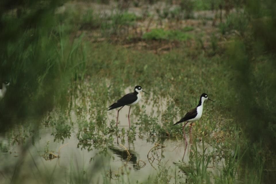 En el Desierto de los Leones hay alrededor de 94 aves migratorias. 