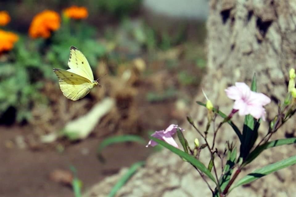 Ante la migración interna de unas 250 especies de mariposas nativas, especialistas y autoridades pidieron respetar sus viajes.