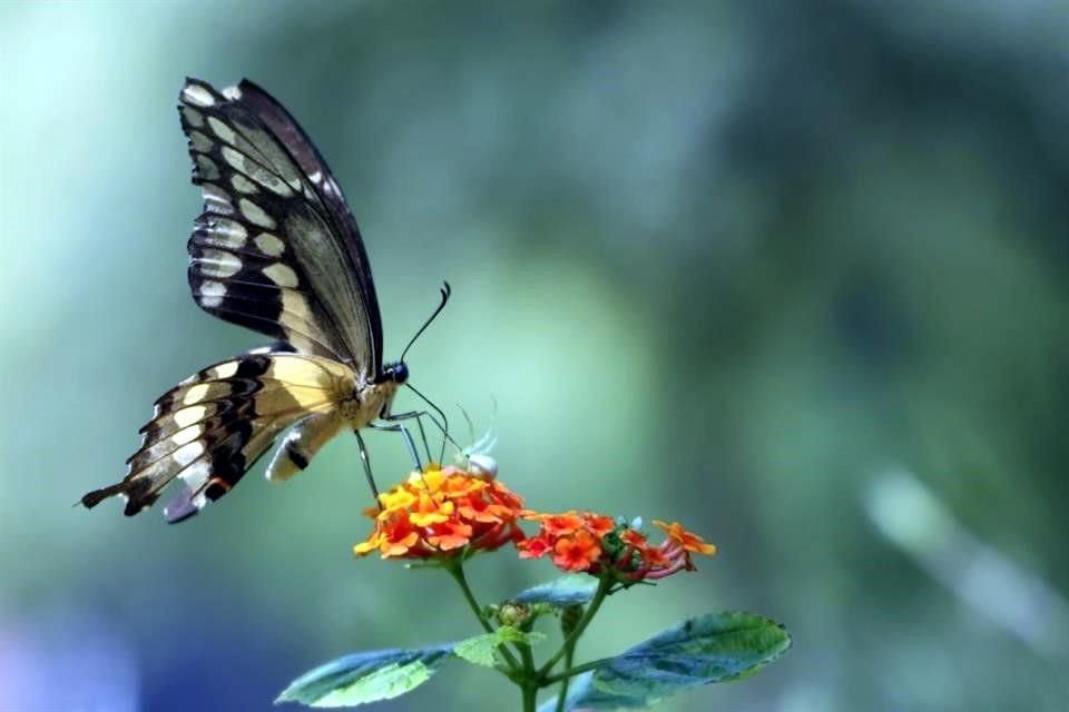 Tras las recientes lluvias, desde hace días el área metropolitana y zonas rurales se han tapizado de mariposas locales que buscan alimento y reproducirse.