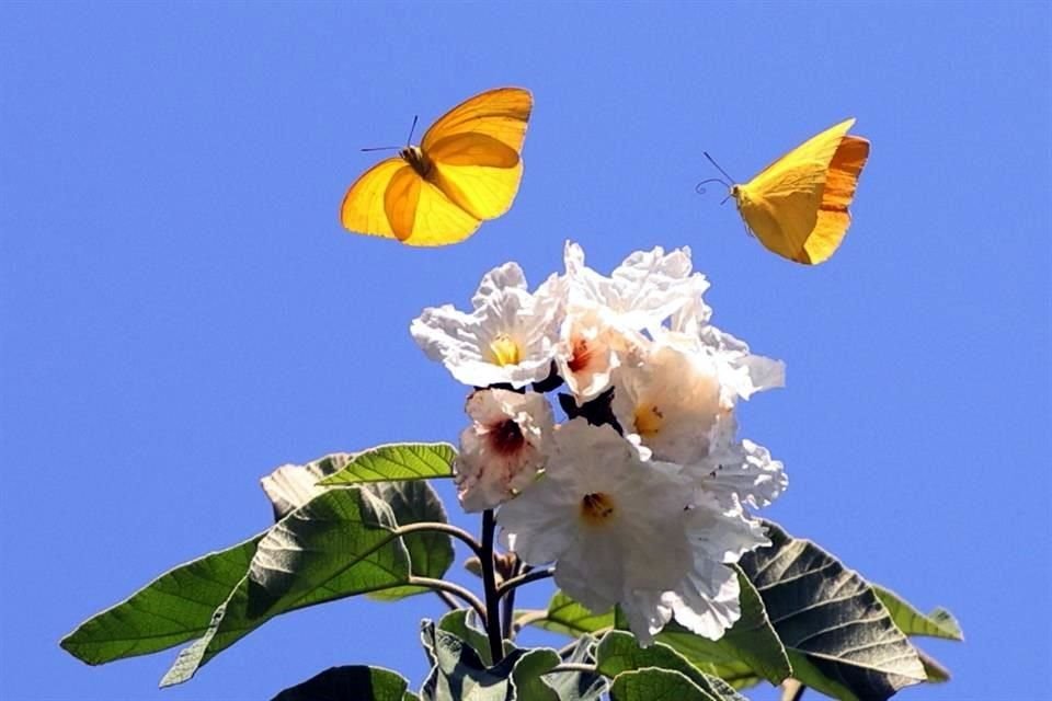 Alfonso Martínez Muñoz, Secretario de Medio Ambiente estatal, hizo un llamado a la población para proteger a las mariposas en su vuelo por la entidad.