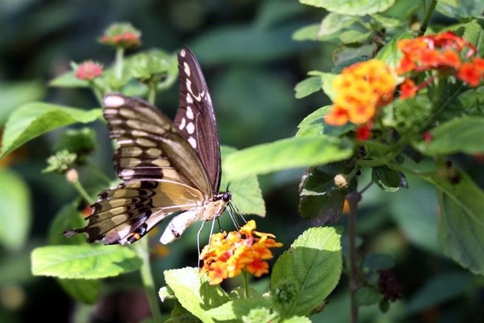 Brenda Sánchez, Diputada y especialista en ecología, pidió también cuidar a las mariposas en su migración.
