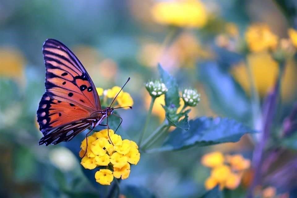 Señaló que el evento es la antesala de la llegada de la mariposa Monarca, por lo que pidió bajar la velocidad de los vehículos si se observa un grupo de mariposas.