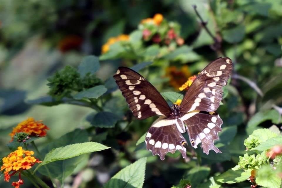 Éste es uno de los tantos obstáculos que sortean las especies a su paso, añadió.