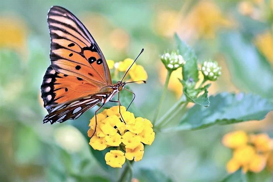 La mariposa Liby-theana Carinenta o 'Pinocho' se confunde con la Monarca por tener colores similares.