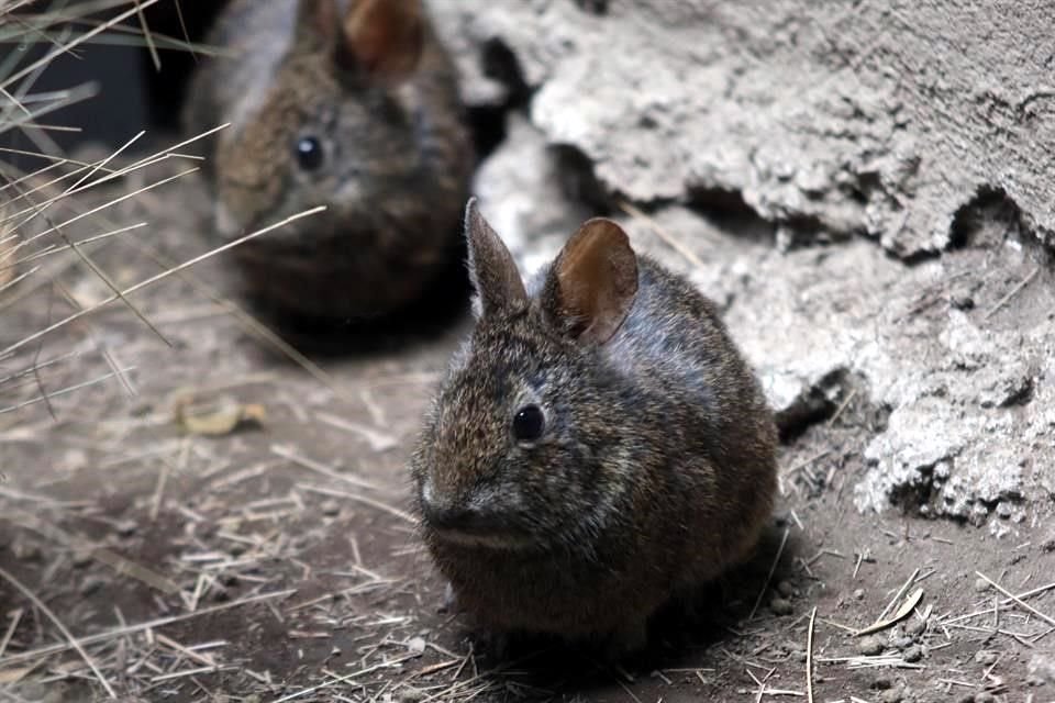 Más del 50 por ciento de las muertes de animales registradas en el Zoológico de Chapultepec entre 2012 y 2018 corresponden a teporingos.