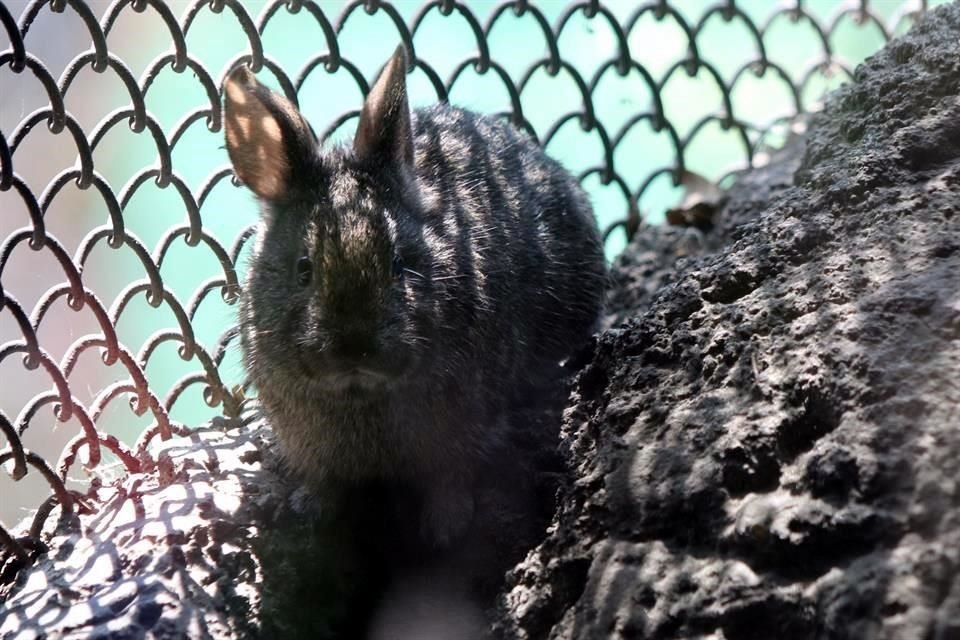 Los tres zoológicos de la Capital acumularon, en conjunto, mil 357 teporingos muertos, los cuales estaban asegurados por montos de 4 mil 205 a 6 mil 658 pesos.