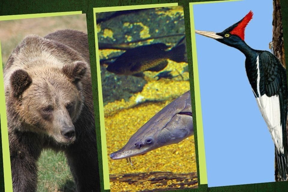 El oso grizzly, el carpintero imperial y el esturión del Atlántico son algunas de las especies de animales extintas en vida silvestre en México.