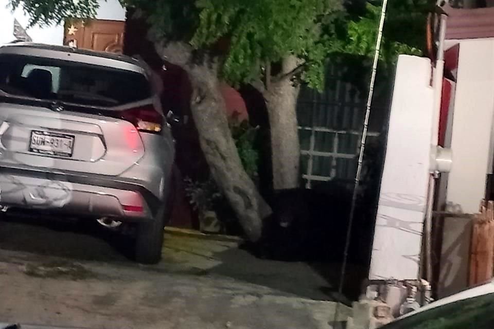 Desde las 5:30 horas vecinos de la calle Diamantina reportaron que un oso estaba en el porche de sus casas y que no podían salir a trabajar.