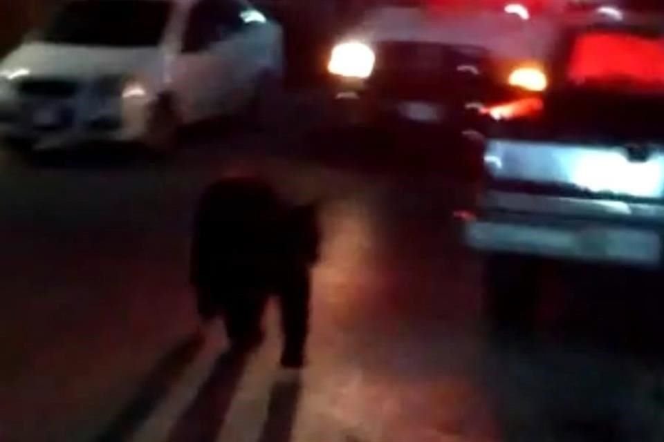 Desde las 5:30 horas vecinos de la calle Diamantina reportaron que un oso estaba en el porche de sus casas y que no podían salir a trabajar.