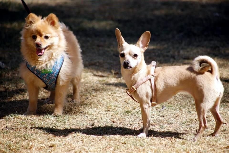 De acuerdo con fuente consultada, 2 millones 281 mil son perros, 915 mil son gatos y 539 mil otras especies.