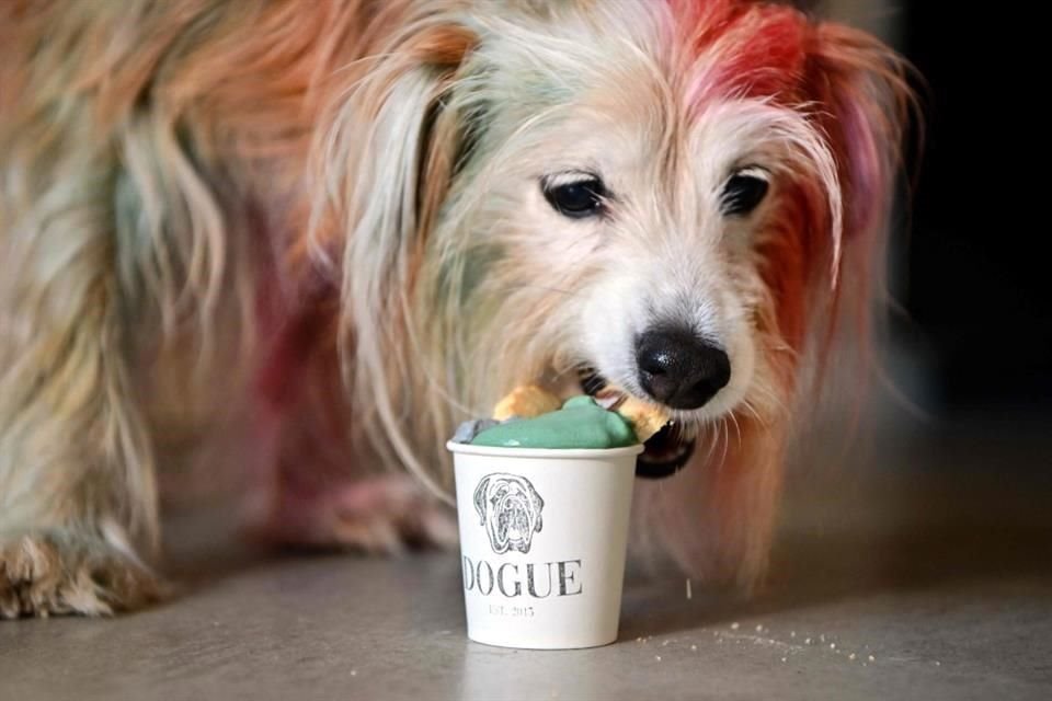 MJ, una mezcla de terrier, come un dogguccino cubierto con una galleta de coco, en Dogue.