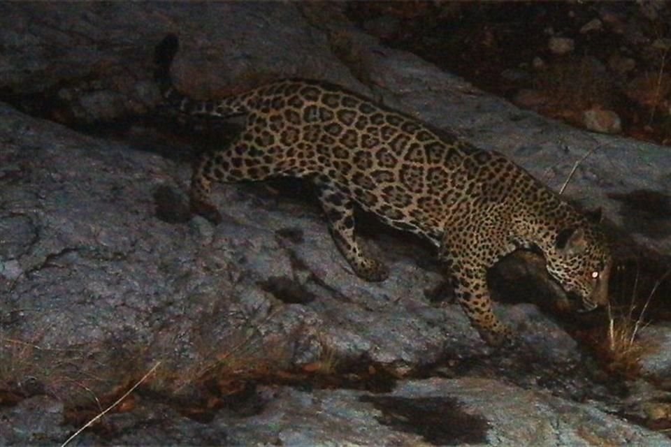 Organizaciones ambientalistas y universidades proponen reintroducir al jaguar en Estados Unidos, donde está prácticamente extinto.