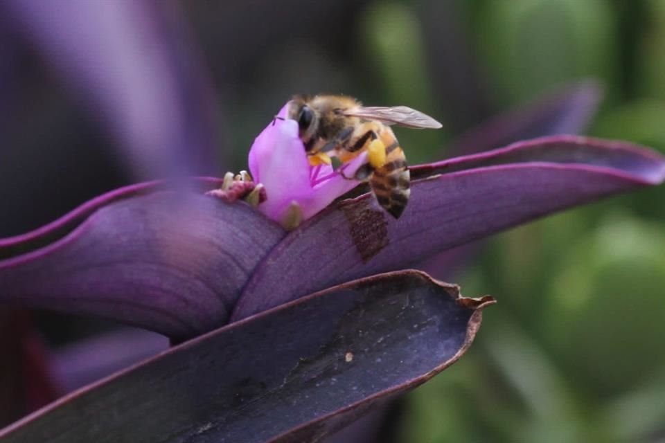 'A través del programa Jardines para la Vida se dio capacitación a 779 personas en jardinería ambiental, quienes replican sus conocimientos en sus comunidades', apuntó la Sedema.