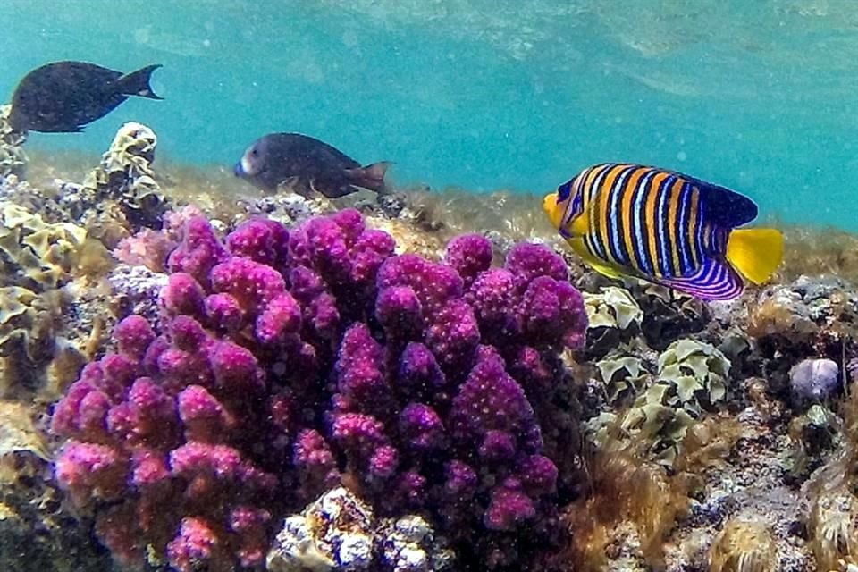 Una larga barrera coralina brilla con toda su fuerza multicolor en el Mar Rojo, en Egipto, en lo que según los investigadores podría convertirse en el último refugio de los corales del mundo.