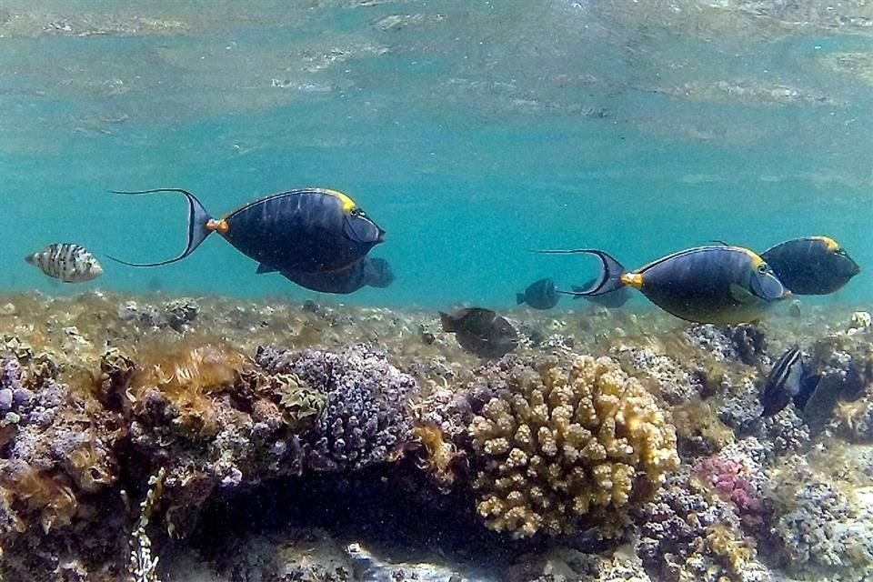 Los corales representan apenas el 0.2% de los fondos marinos mundiales, pero albergan al menos una cuarta parte de la flora y fauna marinas.