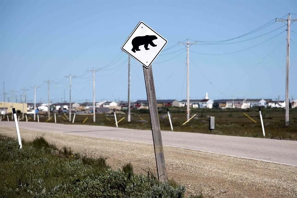 La adaptación a un nuevo estilo de vida implica, en particular, reinventar la convivencia con el animal emblemático de la región: el oso polar.