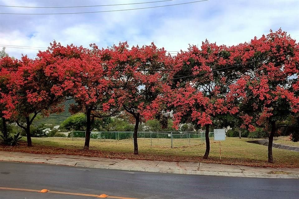 Este tipo de árboles se encuentra en lugares públicos como esta área municipal en Jardines del Campestre.