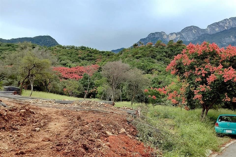 Desde Las Calzadas se puede observar la proliferación de esta especie en la montaña.