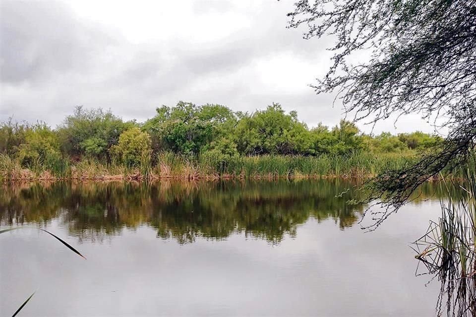 Los humedales son cuatro estanques unidos por un riachuelo, y están rodeados de mezquites, huizaches y anacahuitas, al poniente del Fraccionamiento Santa Elena.