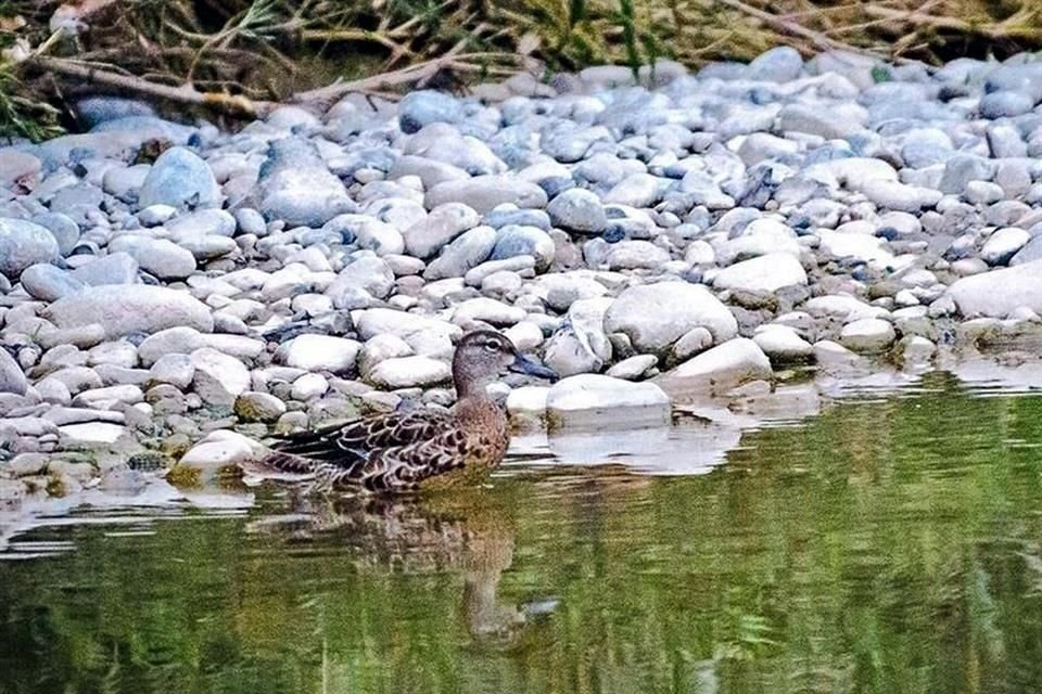 n esos espacios de Zuazua habitan casi 300 tipos de aves distintas, de acuerdo con Luis Humberto Montemayor, un joven apasionado de la biodiversidad.