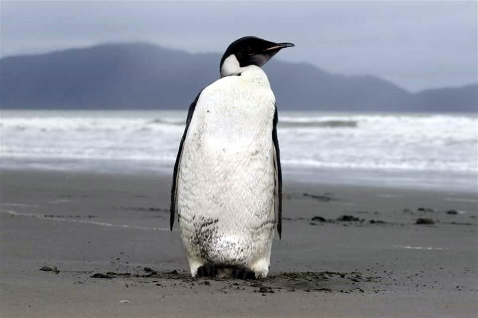 el pingüino emperador de la Antártida está en riesgo de extinción debido al aumento de las temperaturas globales y la pérdida de hielo marino.
