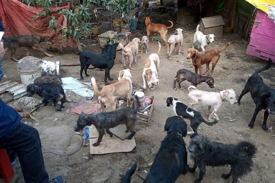 En atención a un reporte ciudadano de maltrato animal, la PAOT acudió a un predio donde localizaron a 100 perros en mal estado, en Topilejo.