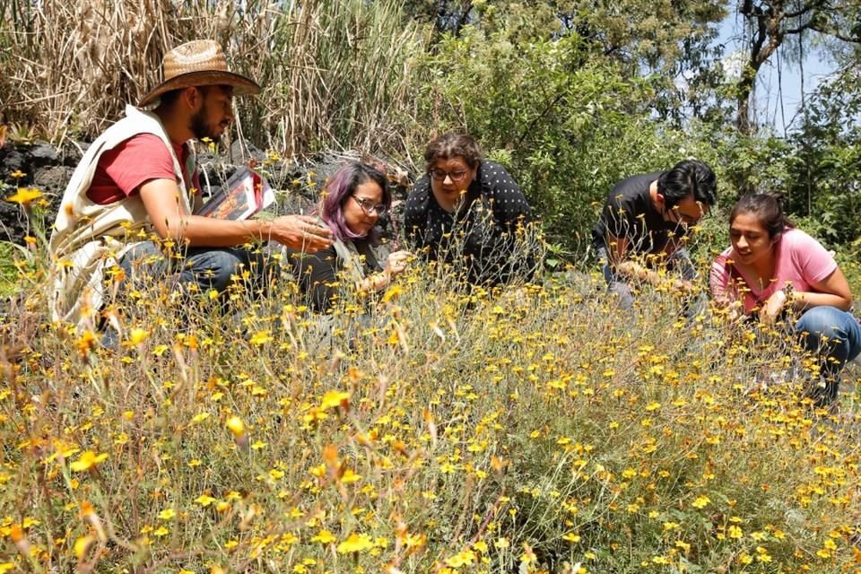 Ante la falta de polinizadores, dejarían de existir muchos alimentos, por lo que es necesario generar estos jardines en domicilios.