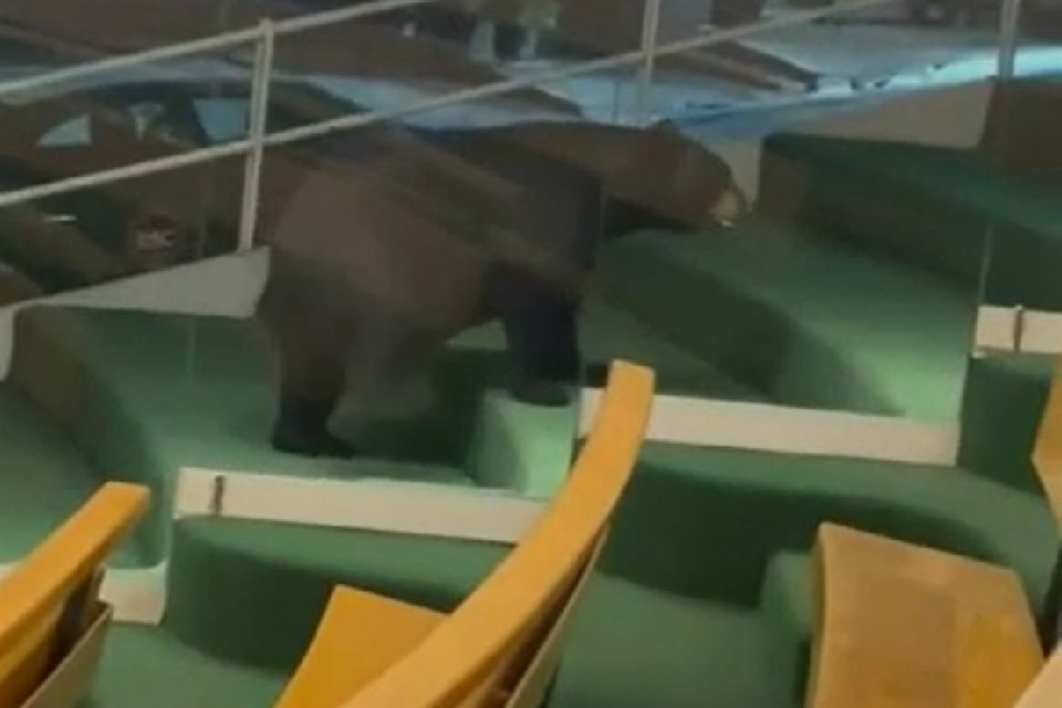 El oso fue observado afuera del templo ubicado en el sur de Monterrey.