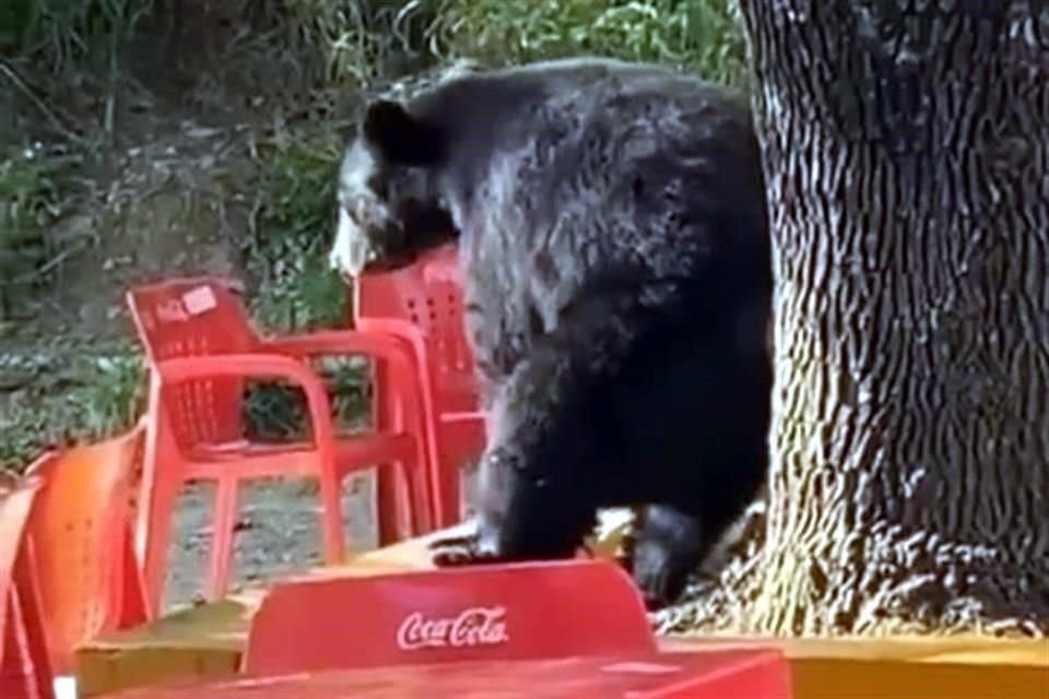 El oso fue captado en la Facultad de Comunicación de la UANL.