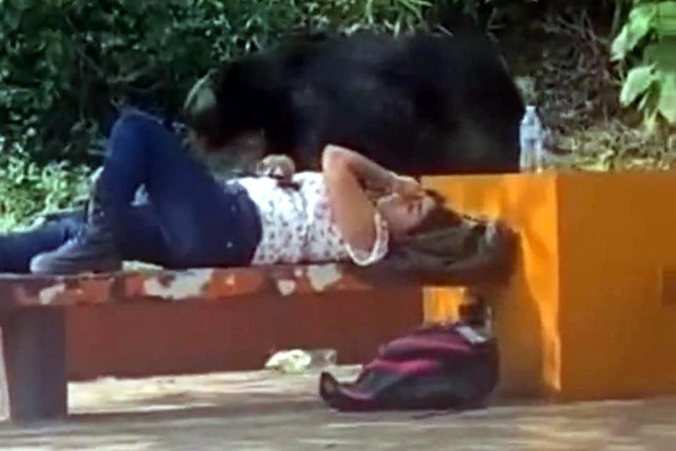 El oso caminó a un lado de una estudiante que estaba recostada en una banca de la Facultad de Comunicación.