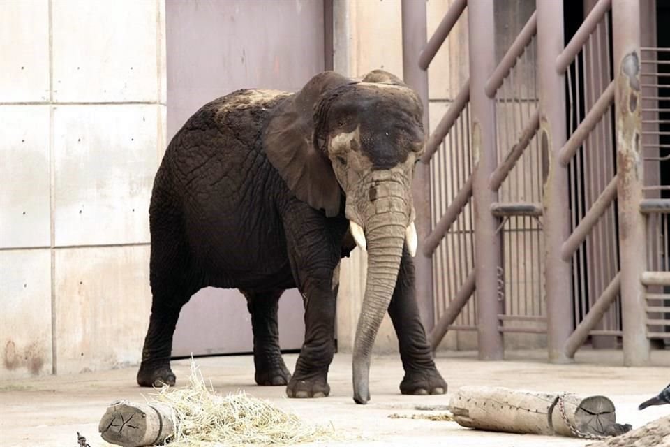 En su comparecencia, Marina Robles, titular de Sedema, señaló que la elefanta Ely es supervisada por especialistas del Zoológico de Aragón.