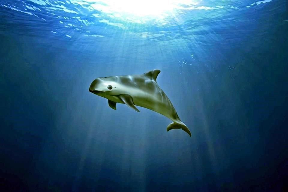 La vaquita marina está en peligro de extinguirse en 2021 y se encuentra en medio de una encrucijada comercial que le deja pocas opciones.