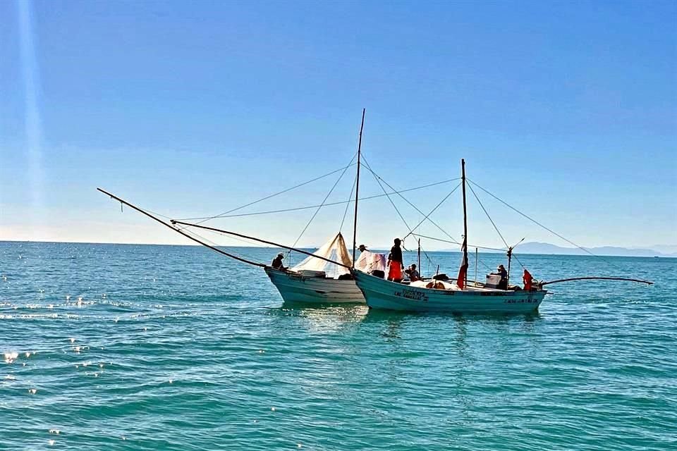 La vaquita marina está en peligro de extinguirse en 2021 y se encuentra en medio de una encrucijada comercial que le deja pocas opciones.
