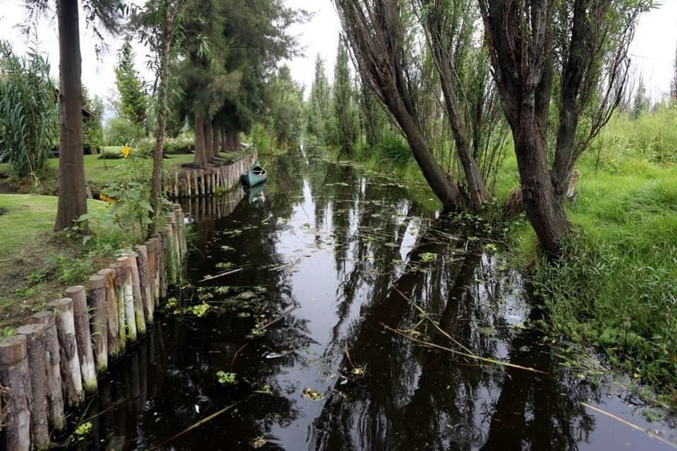 Los canales de la chinampa de la familia velasco cuentan con biofiltros para evitar que los peces se introduzcan a esta zona y poder conservar en su habitad natural al ajolote