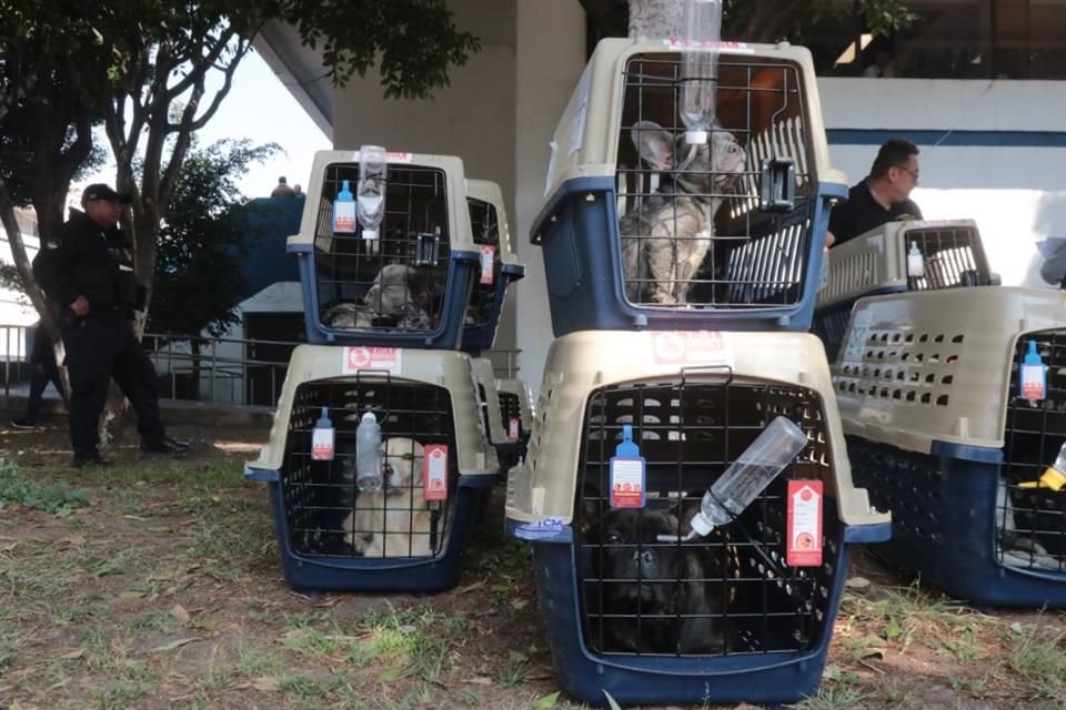 Fueron rescatados por agentes de la Policía de CDMX.