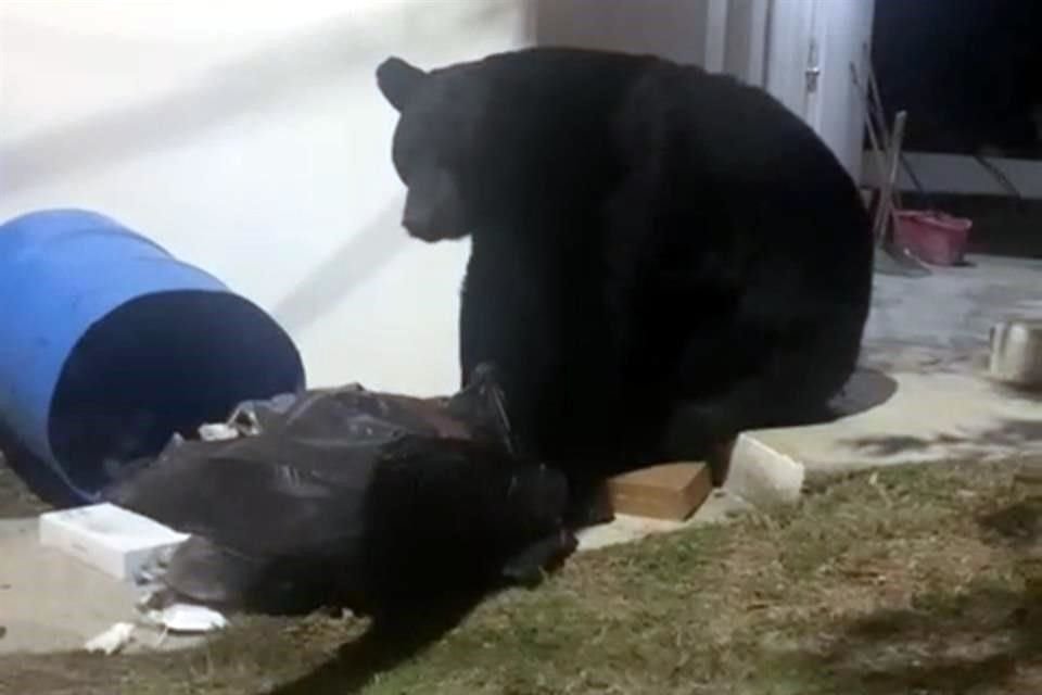 En un video difundido por vecinos aparece uno de los osos buscando comida en un bote de basura.