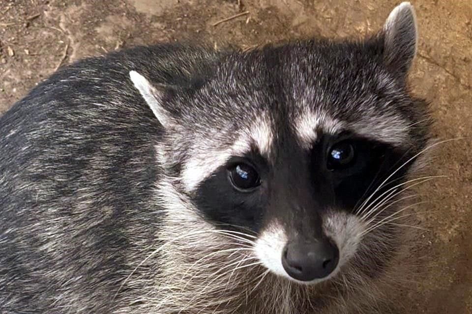 El mapache fue trasladado a la Unidad de Fauna Silvestres para posteriormente ser liberado.