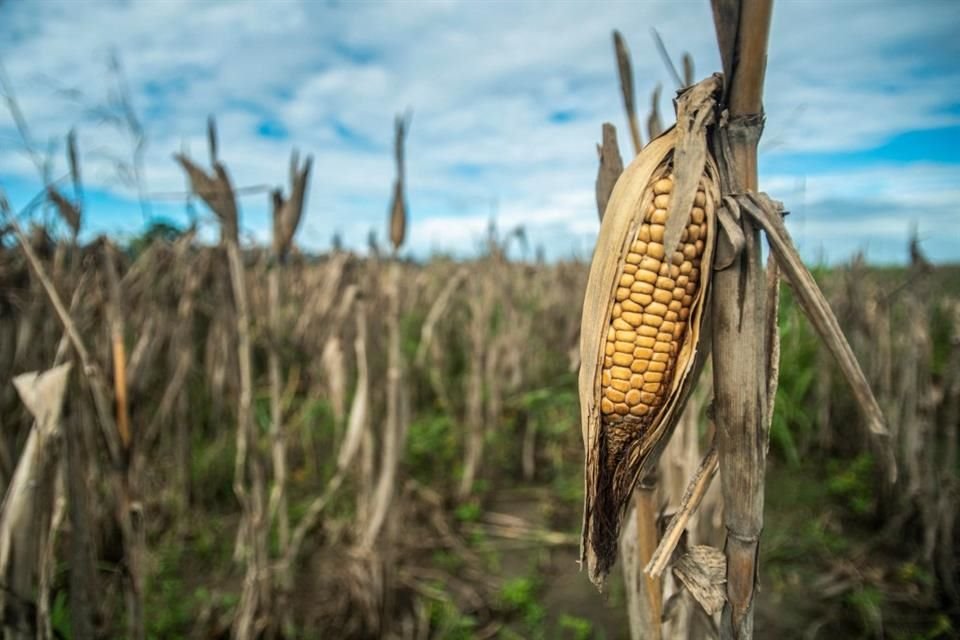 El organismo señaló que los productores que intenten comercializar su cosecha sin apoyo del Gobierno difícilmente podrán recibir los 7 mil pesos por tonelada.