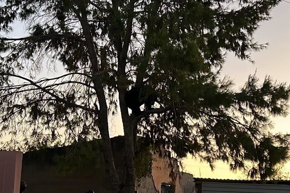 Uno de los osos continuaba esta mañana en trepado en el árbol.