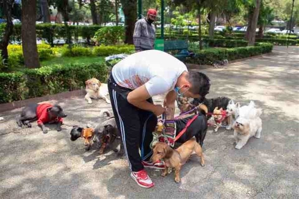 , las personas podrán ser identificadas por los contratantes y tendrán que sujetarse a un número de perros por atender.