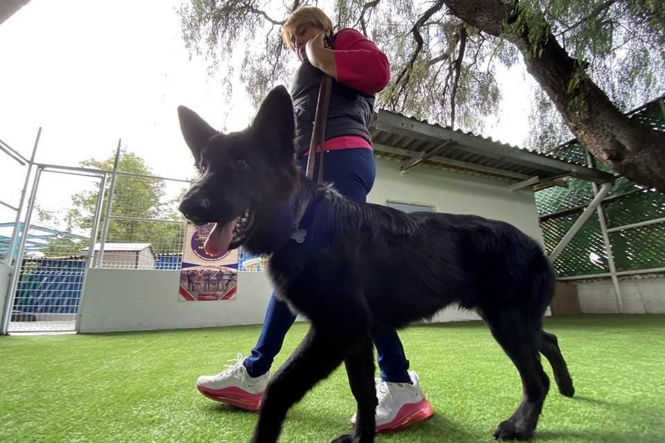 Policías PBI dieron un curso de obediencia para perros, cualquier persona que tenga un perro lo puede realizar para que su mascota aprenda órdenes básicas.