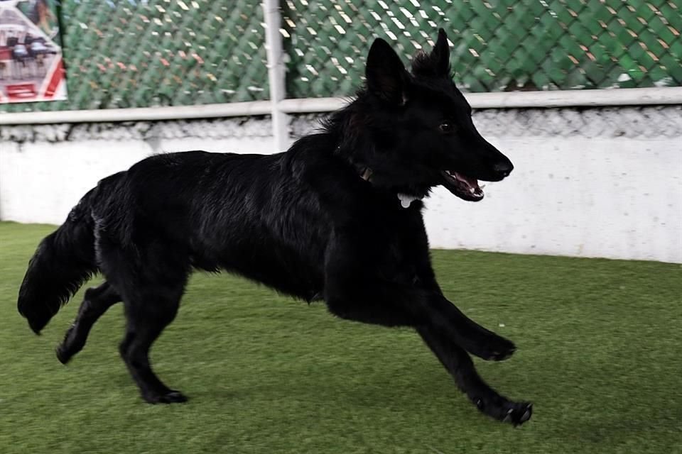 Policías PBI dieron un curso de obediencia para perros, cualquier persona que tenga un perro lo puede realizar para que su mascota aprenda órdenes básicas.