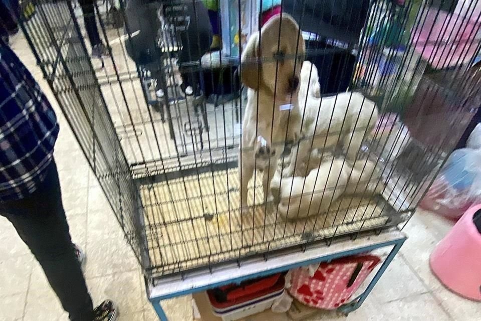 Cachorros son ofertados en el Mercado de Sonora, a pesar de las recomendaciones de autoridades para evitarlo.