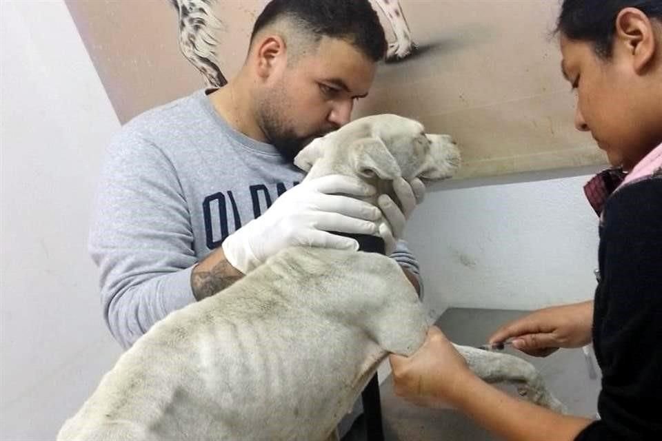 Denuncian caso de presunto abuso contra un animal en Escobedo.