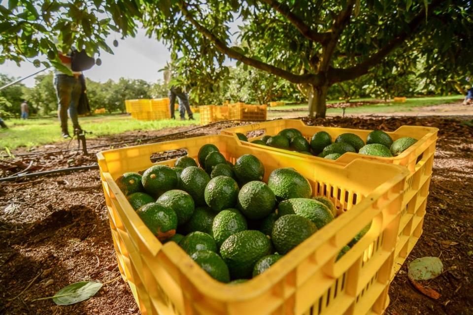 Alrededor de 10 mil toneladas de aguacate serán exportadas de Jalisco a Estados Unidos por el Super Bowl.