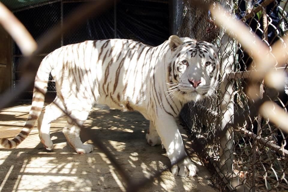 En La Pastora hay siete Tigres de Bengala más de los que pueden atender en los espacios disponibles.