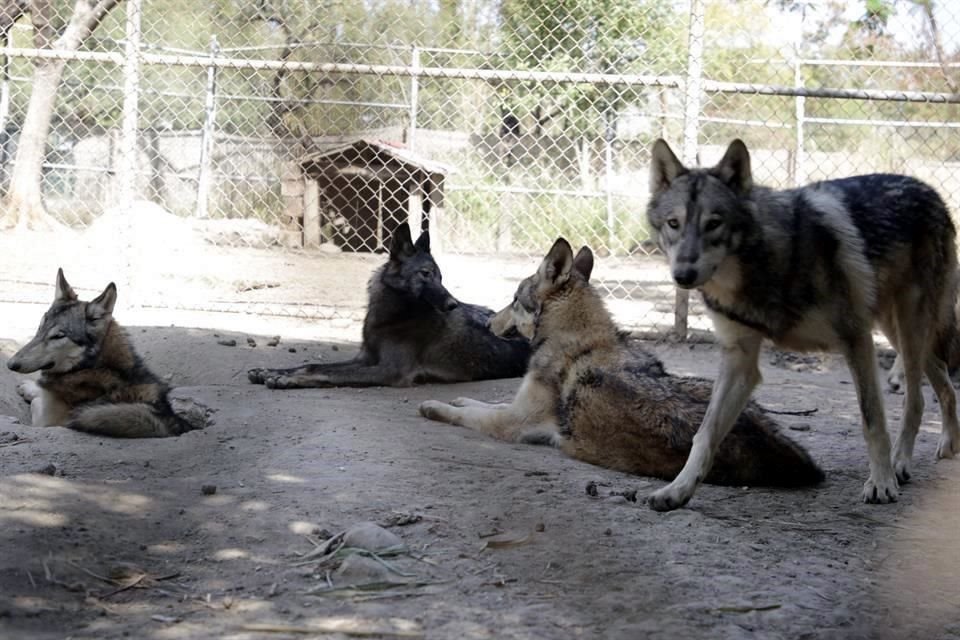 Los lobos carecen de suficiente espacio, por lo que deben reubicar a seis.