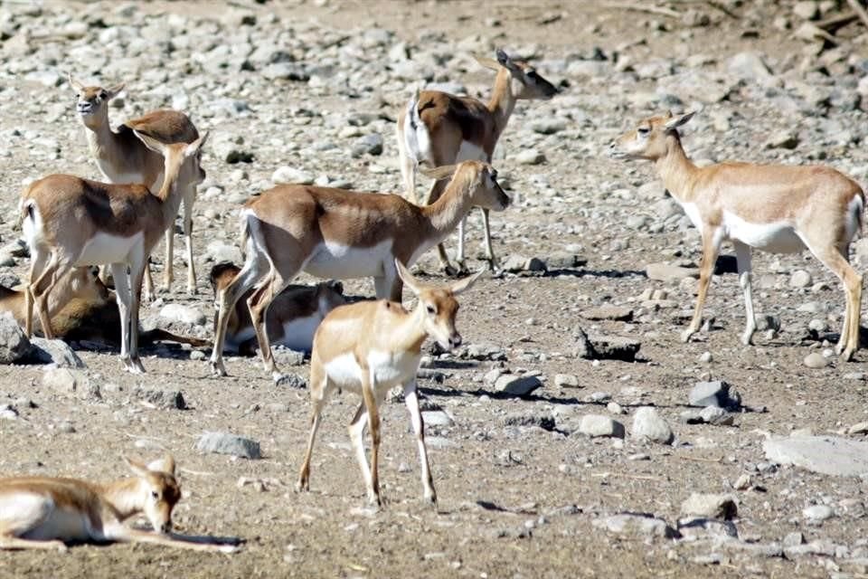 Mantener cada gamo cuesta 4 mil pesos al mes, y no hay lugar suficiente para 53.